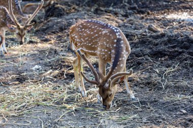Benekli geyik bahçede ot yiyor.