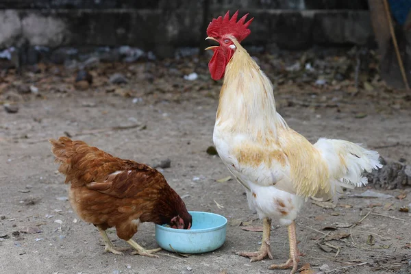 The chicken eat food in garden at thailand