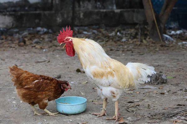 The chicken eat food in garden at thailand