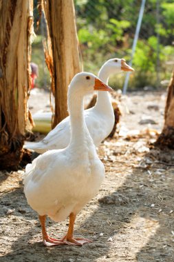 Beyaz dişi kaz bahçede kalır. 