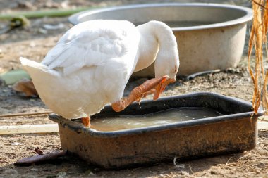 Beyaz dişi kaz kalır ve bahçede su oynar. 