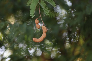Doğanın arka planında demirhindi ağacı