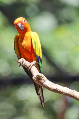 Sopa ağacındaki minik papağan kuşu.