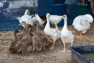 Yavru beyaz kaz ve yavru kahverengi ördek bahçede kalıyor. 