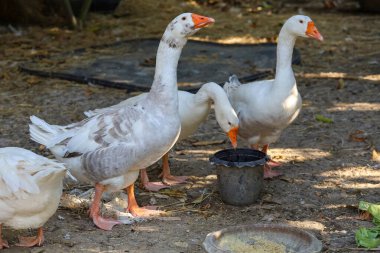 Grup farn hayvanı bahçede beyaz kaz yiyor.  