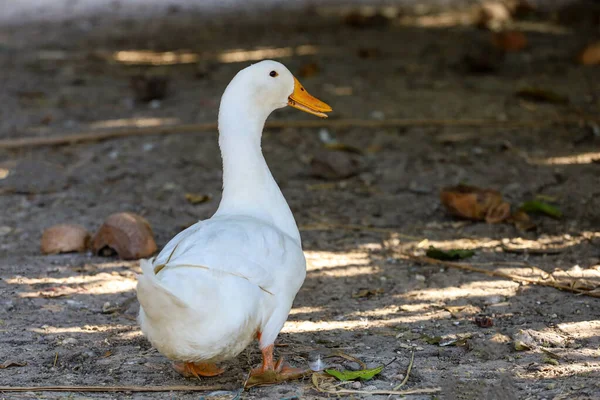 The white duck is stay and happy in farm garden