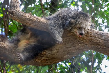 Binturong hayvanı sevimli bir ayıdır ve ağaçta uyur.