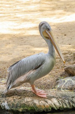 Tayland bahçesindeki büyük beyaz pelikan kuşu.