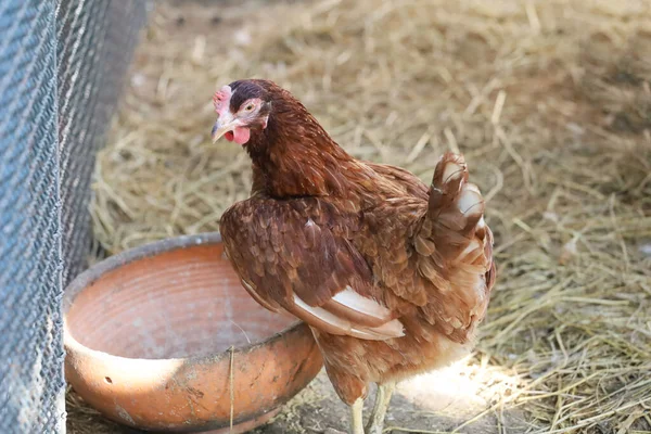 Tayland 'daki doğa çiftliği bahçesindeki yol adası kızıl tavuğu.