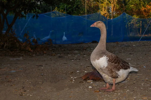 Gri dişi kaz kalır ve bahçede dinlenir 