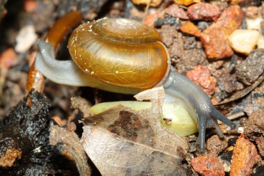 Salyangozu eski tahtaya yakın tut.