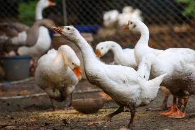 Tayland 'daki bahçede kaz yiyen grup.