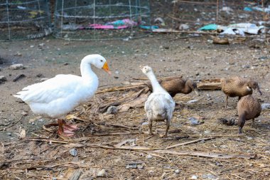Beyaz kaz ve ördek Tayland 'da yazın kuru bahçede