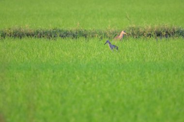 Asya 'nın kırsalındaki pirinç tarlasında bir kuş.