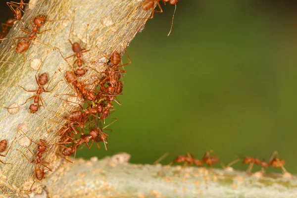 Gruppo Formica Rossa Attacco Curvatura Gialla Albero Natura — Foto Stock