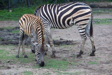Aile Burchell Zebra 'sı ulusal parkta duruyor.