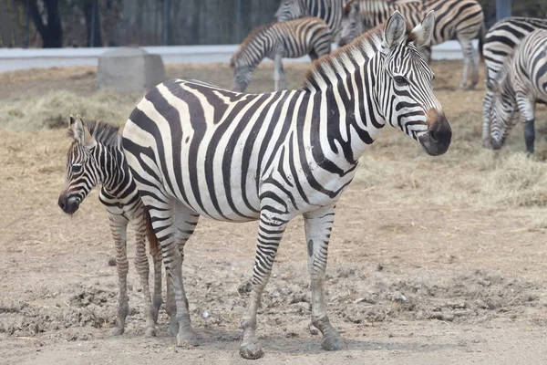 Rodina Burchell Zebra Stojí Národním Parku — Stock fotografie