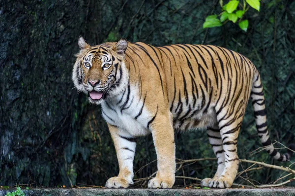 Primo Piano Tigre Del Bengala Grande Animale Pericoloso Nella Foresta — Foto Stock