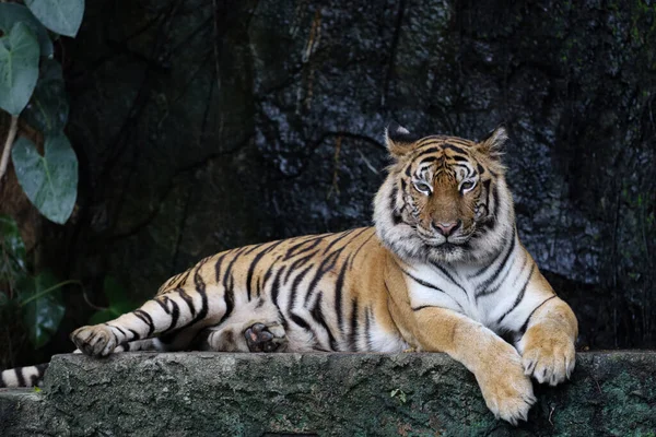 Zbliżenie Bengalski Tygrys Jest Duże Zwierzę Niebezpieczne Lesie — Zdjęcie stockowe