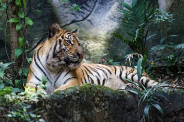 Bengal kaplanı çok güzel bir hayvandır ve ormanda tehlikelidir.