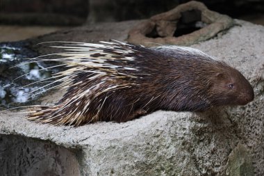 Malezyalı kirpi hayvanı uyu ve dinlen. 