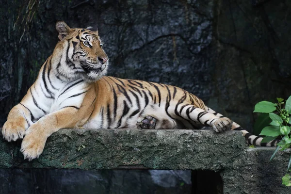 Närbild Bengaliska Tigern Vacker Djur Och Farligt Skogen — Stockfoto