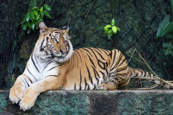 Närbild Bengaliska Tigern Stort Djur Och Farligt Skogen — Stockfoto