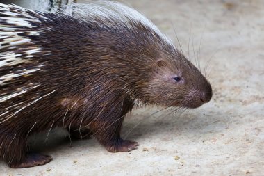 Malaya kirpi hayvanının kafasını kapatın. 