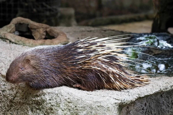 Fechar Animal Porco Espinho Malaio Dormir Descansar — Fotografia de Stock