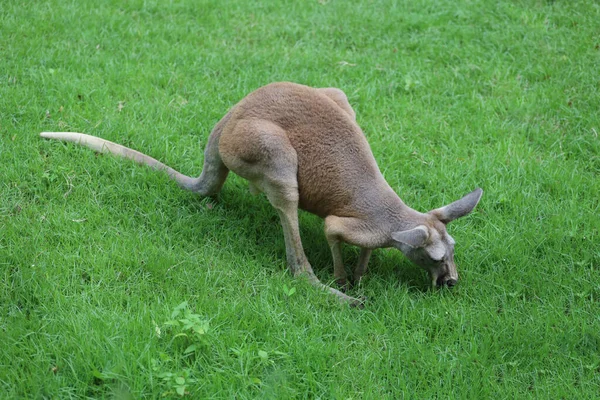 Das Känguru Bleibt Und Frisst Gras Garten — Stockfoto