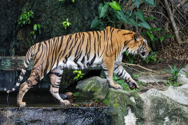 Κοντινό Πλάνο Τίγρης Bengal Είναι Όμορφο Ζώο Και Επικίνδυνο Στο — Φωτογραφία Αρχείου