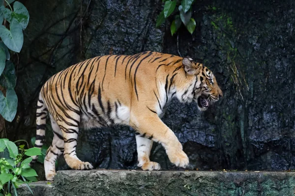 Primo Piano Tigre Del Bengala Bello Animale Pericoloso Nella Foresta — Foto Stock