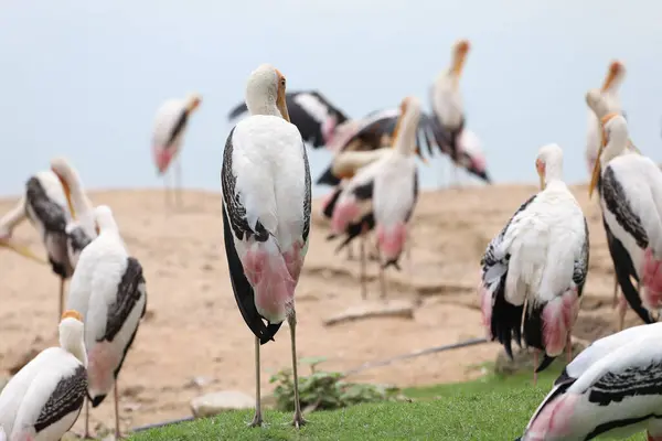 Group Painted Stork Bird Mycteria Leucocephala Garden — Stock Photo, Image