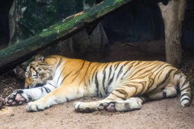 Bengal kaplanı çok güzel bir hayvandır ve ormanda tehlikelidir.