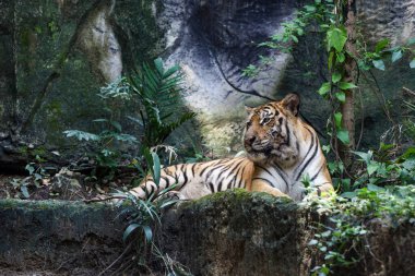 Bengal kaplanı çok güzel bir hayvandır ve ormanda tehlikelidir.