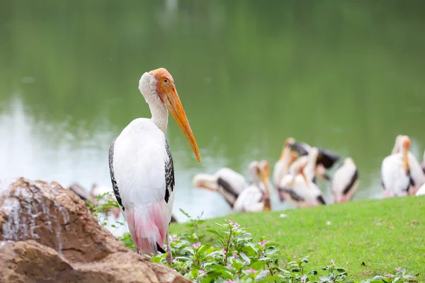 Painted Stork Bird Mycteria Leucocephala Garden — Stock Photo, Image