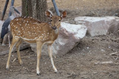 Benekli geyik bahçede kalıyor.