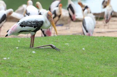 Bahçedeki Boyalı Leylek Kuşu (Mycteria leucocephala)