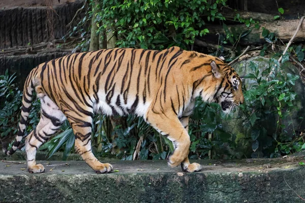 Primo Piano Tigre Del Bengala Bello Animale Pericoloso Nella Foresta — Foto Stock