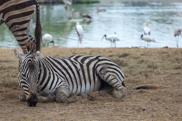 Das Burchell Zebra Frisst Einem Bauernhof Thailand — Stockfoto