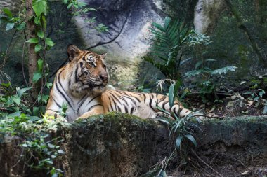 Bengal kaplanı çok güzel bir hayvandır ve ormanda tehlikelidir.