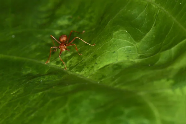 Close Red Ants Live Green Leaves — Stock Photo, Image