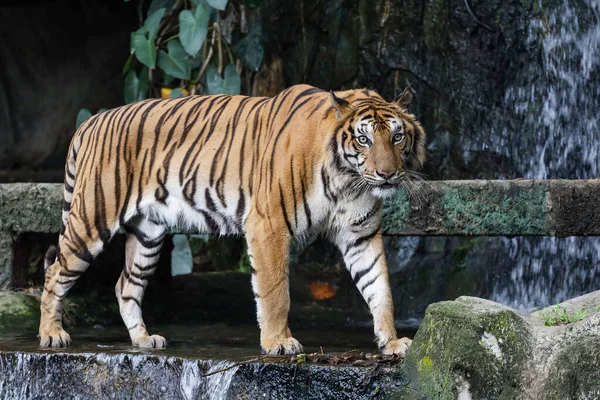 Primo Piano Tigre Del Bengala Bello Animale Pericoloso Nella Foresta — Foto Stock