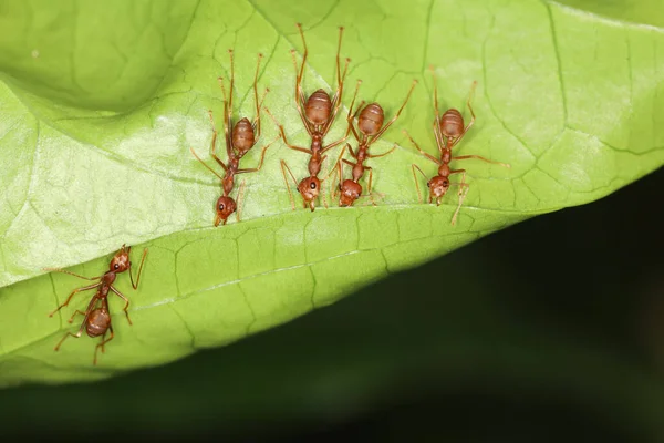 Close Red Ant Teams Collect Leaves Build Nest Leaves — Stock Photo, Image