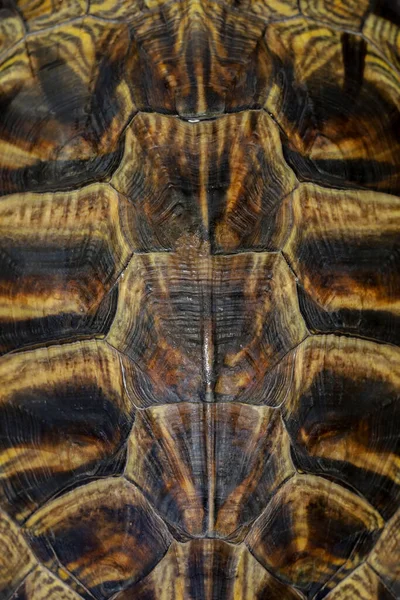 Primer Plano Piel Tortuga Japonesa Para Textura Animal — Foto de Stock