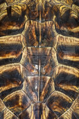 Hayvan dokusu için Japon kaplumbağa derisini kapatın.