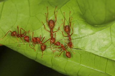 Kırmızı karınca ekipleri yapraklardan yuva yapmak için yaprak toplayın..