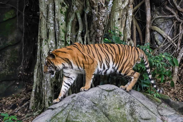 Den Bengaliska Tigern Ett Vilddjur Klippan Skogen — Stockfoto