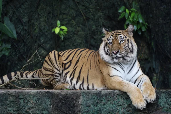Közelkép Bengáli Tigris Gyönyörű Állat Veszélyes Erdőben — Stock Fotó