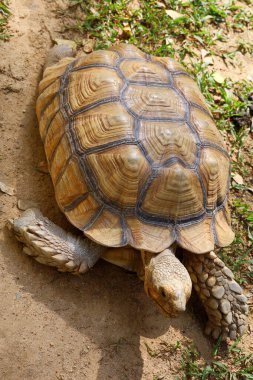 Tayland 'daki bahçede Sulcata kaplumbağası.
